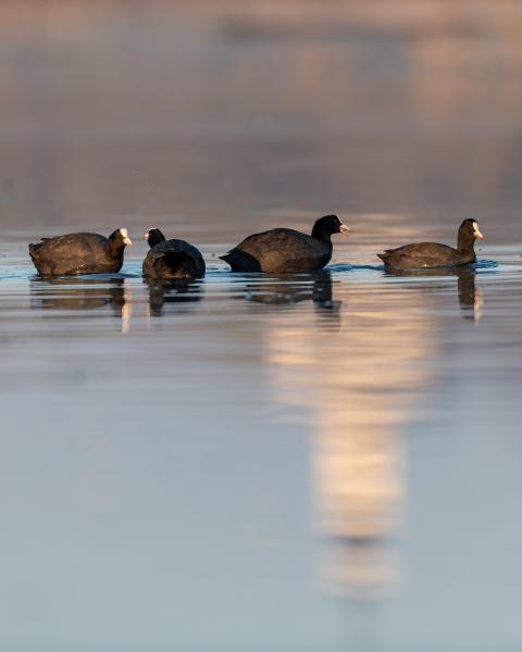 Tiszaalpár, szeretlek!