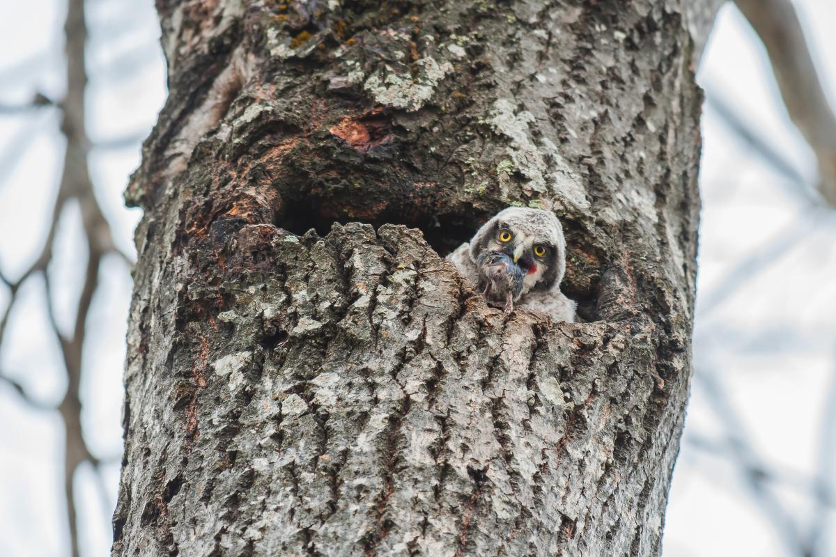 Gaál Zoltán Péter