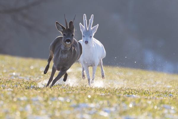 Tél kergeti a tavaszt