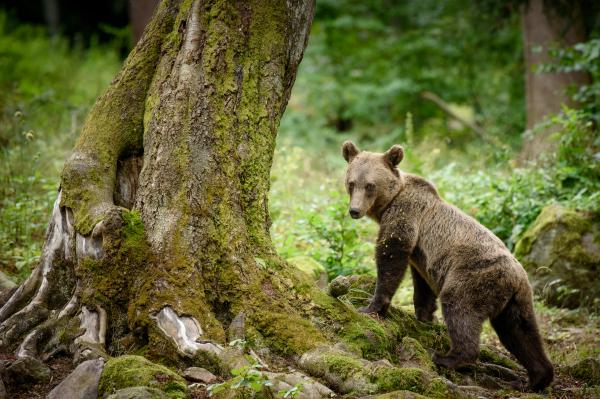 Sötét erdő mélyén