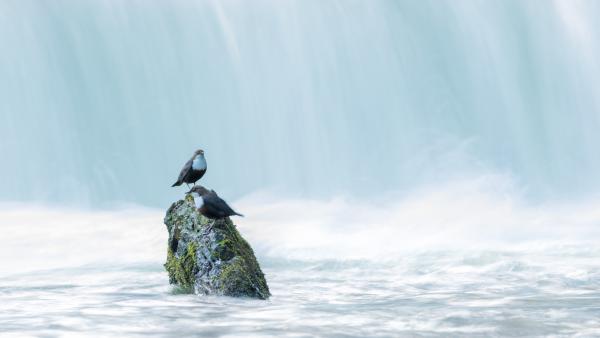 Ameddig a víz szalad, addig a kő marad 