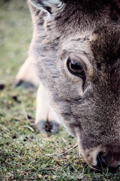 Humble eyes came closer