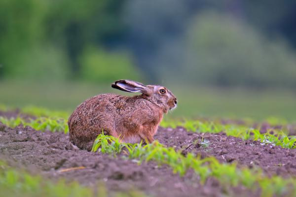 vacsora utáni pihenő