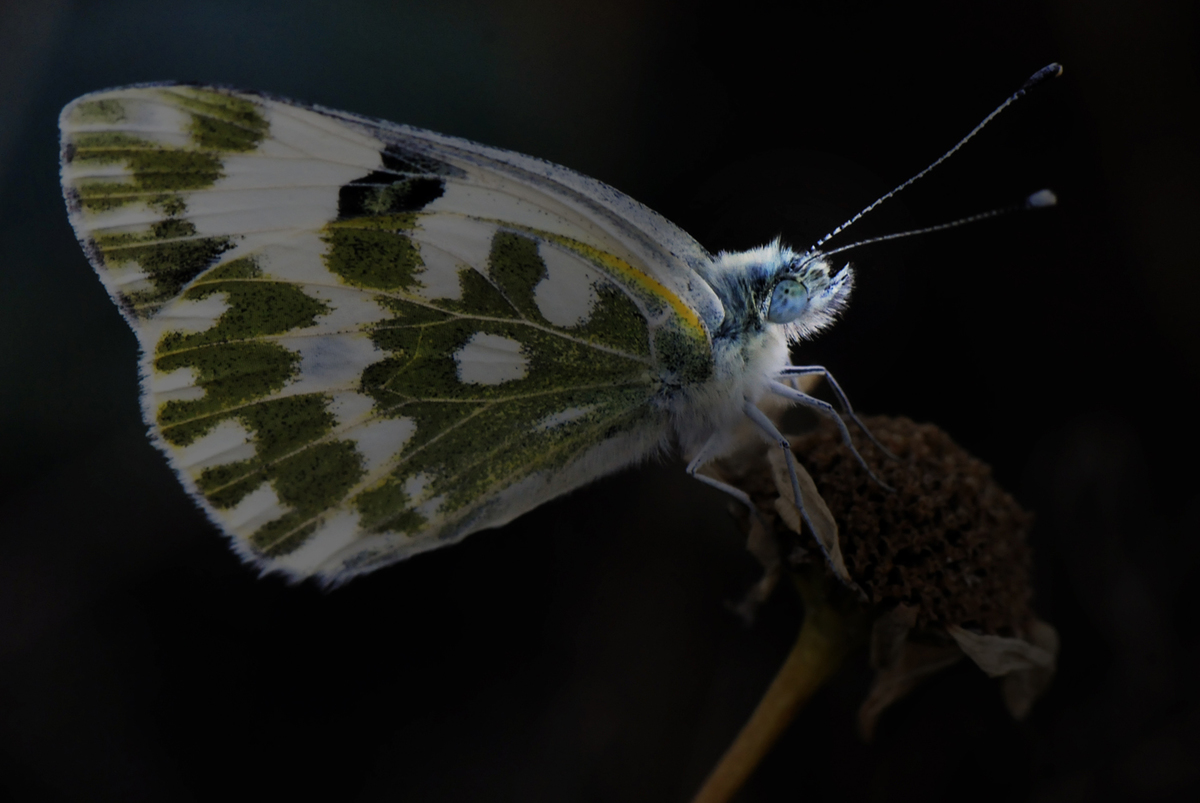 Gaál Zoltán Péter