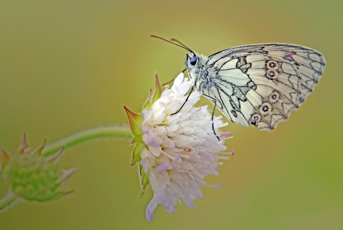 Gaál Zoltán Péter