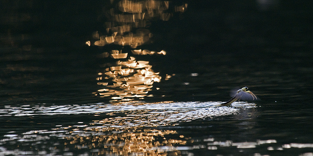 Násfayné Kőházi Mária