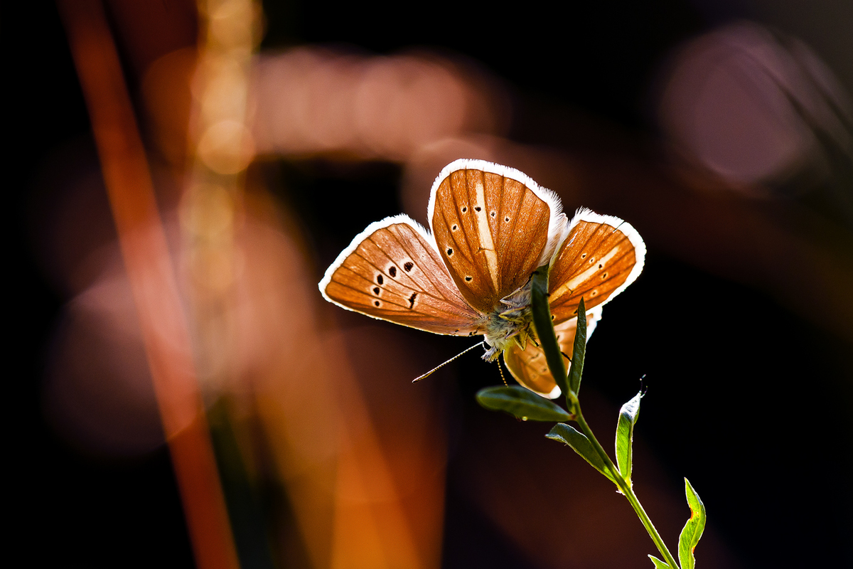 Sándor-Tóth Zsuzsanna