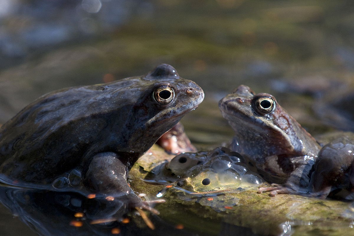 Násfayné Kőházi Mária
