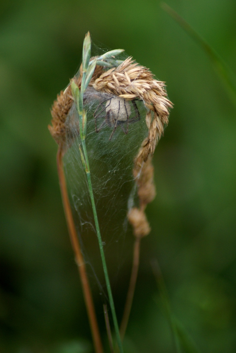 Laczkó-Magyar György