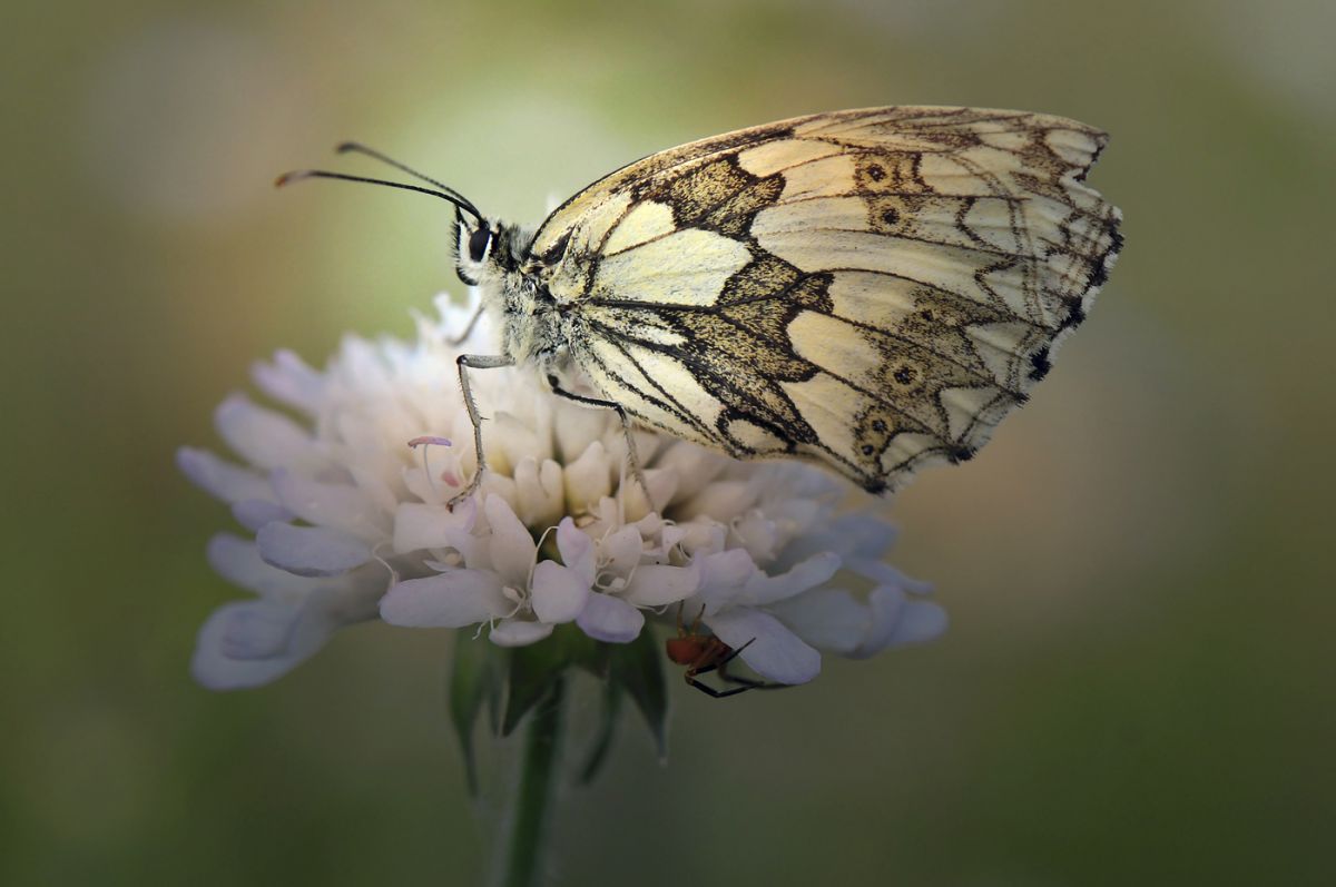 Gaál Zoltán Péter