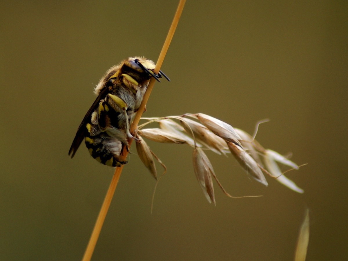 Laczkó-Magyar György