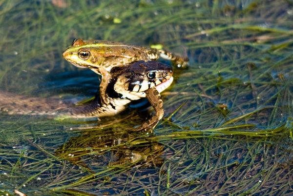 Reménytelen helyzet