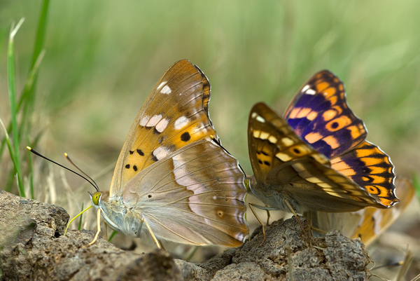 Apatura ilia