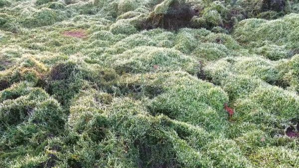 Aki a viráot szereti