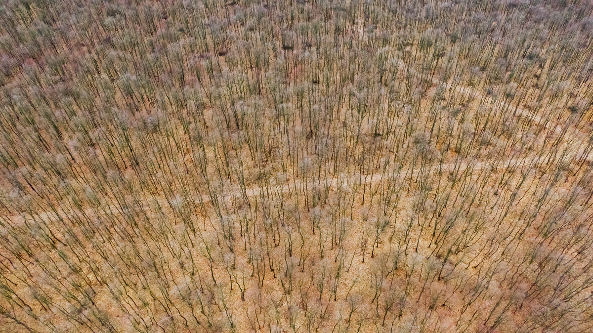 Gaál Zoltán Péter