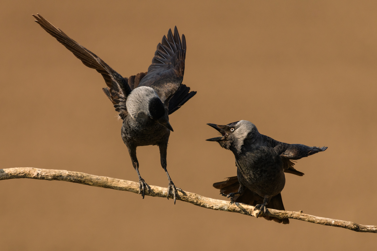 Szakolczai Krisztina