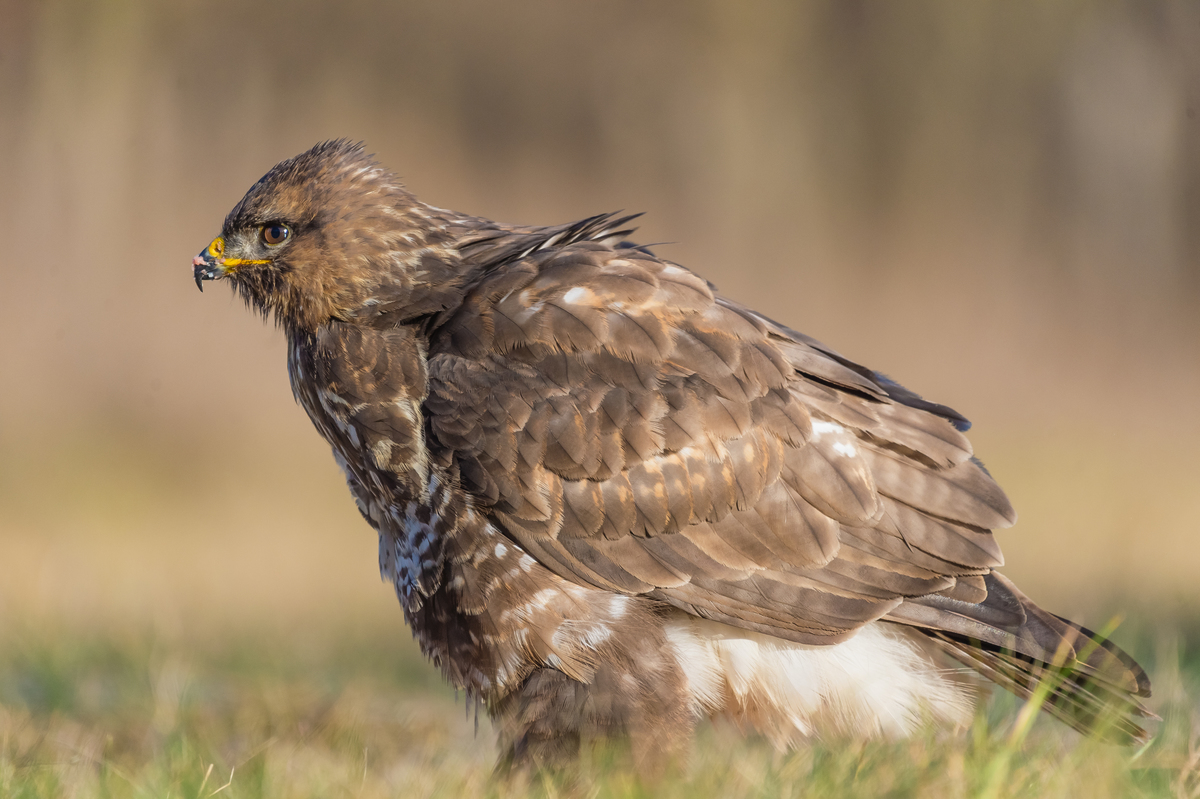 Gaál Zoltán Péter