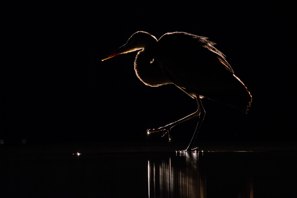 Gaál Zoltán Péter