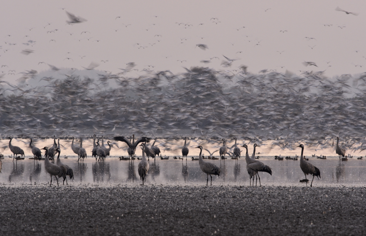 Násfayné Kőházi Mária