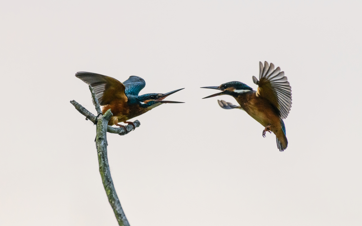 Szakolczai Krisztina