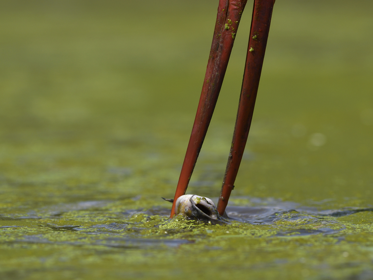 Násfayné Kőházi Mária