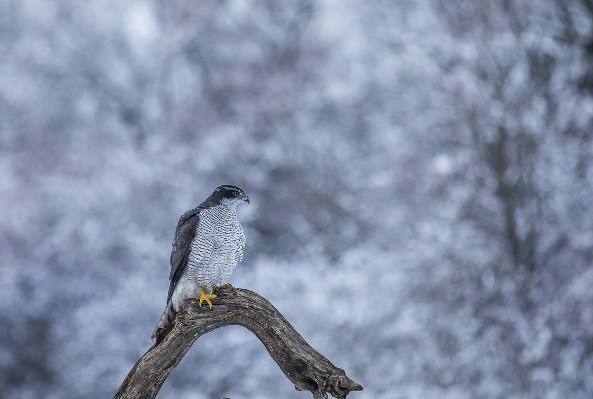 dr. Horváth Erzsébet