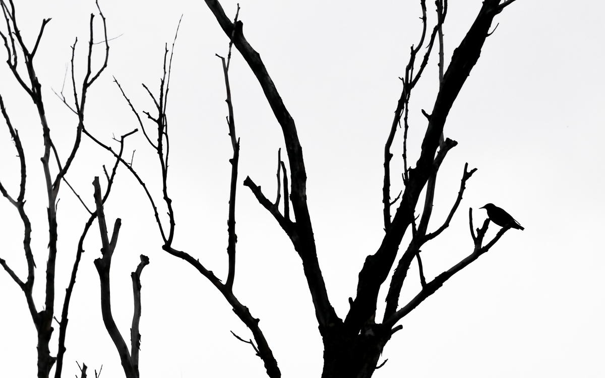 Koncz-Bisztricz Tamás