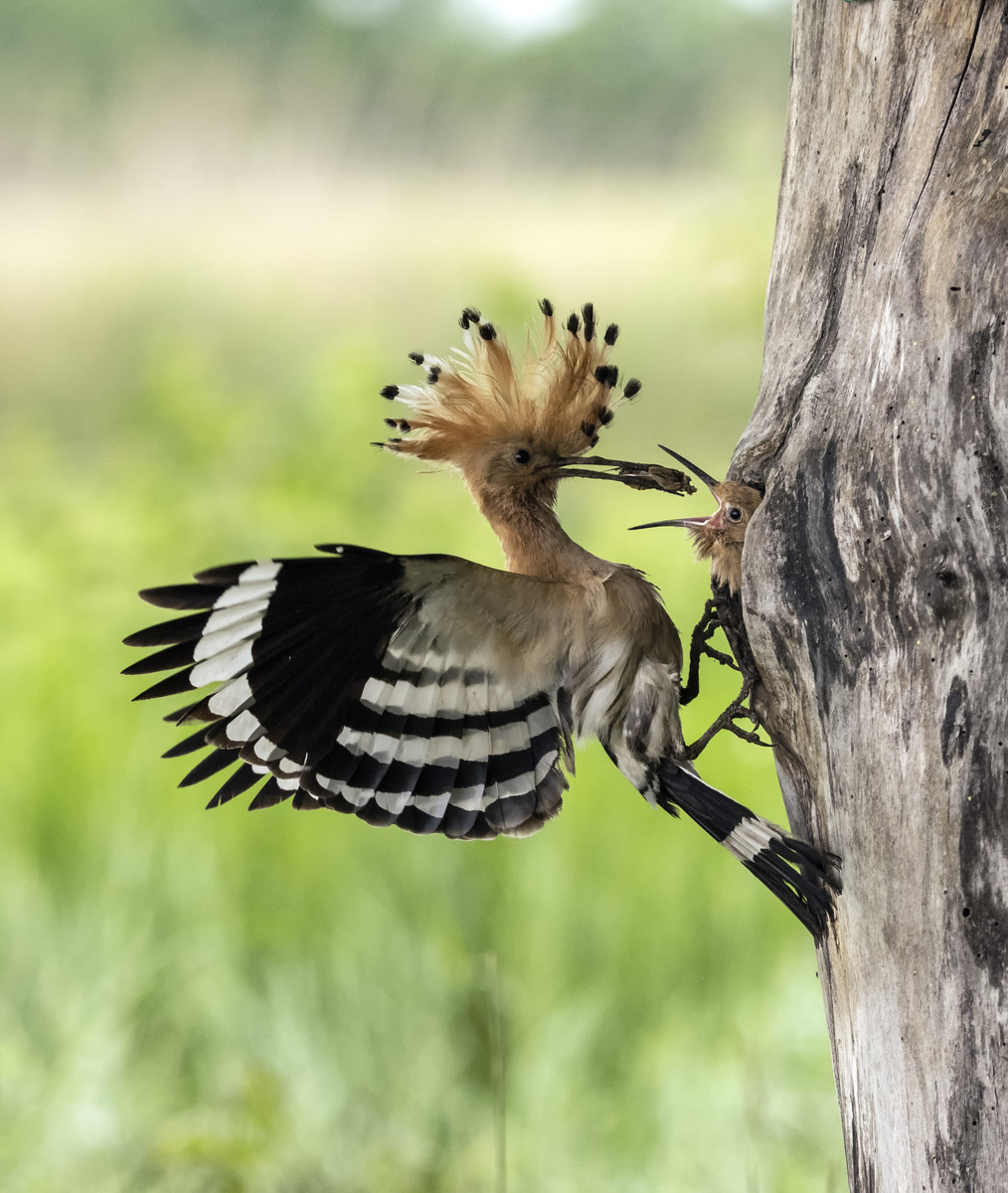 dr. Horváth Erzsébet