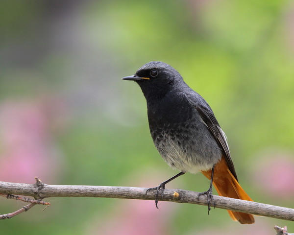 Várakozó  állásban