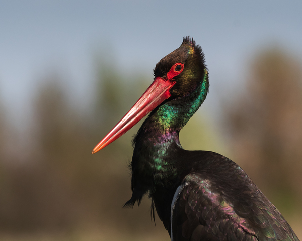 Szivárványos gólya