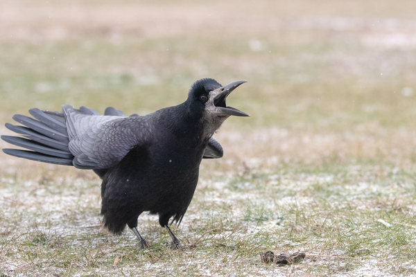 Közhírré tétetik...