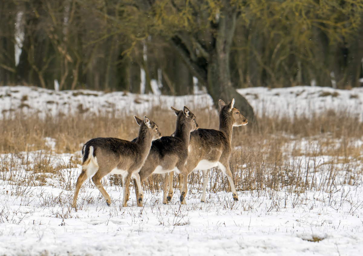 dr. Horváth Erzsébet