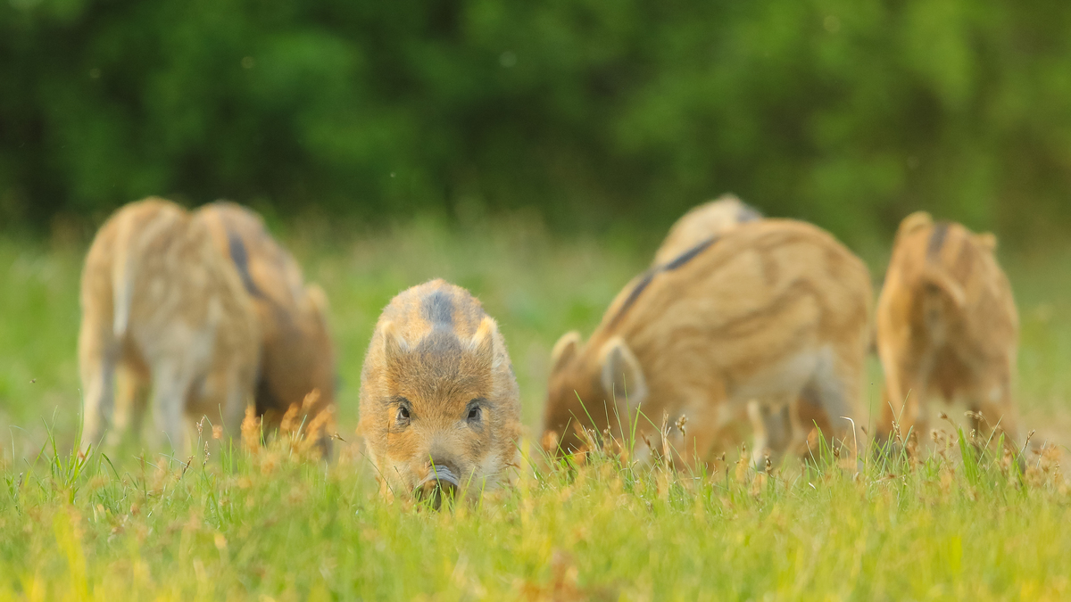 Koncz-Bisztricz Tamás