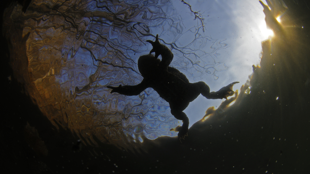 Násfayné Kőházi Mária