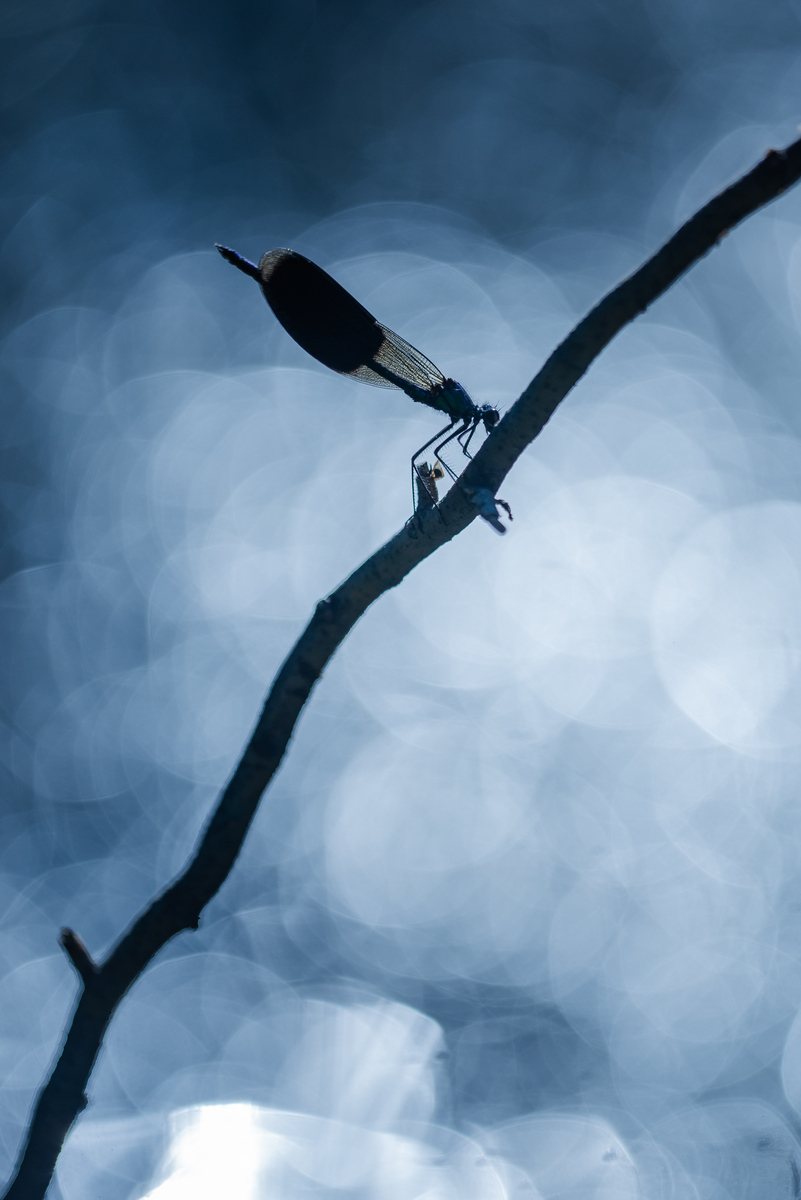 Darányiné Bakos Éva