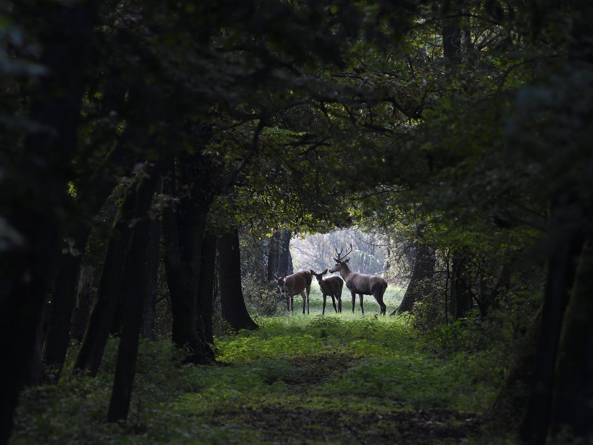 Násfayné Kőházi Mária