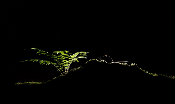 Egy kisegér éjjele