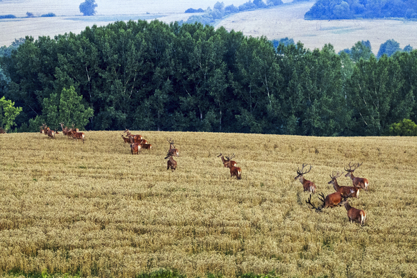 Szarvasok a búzában