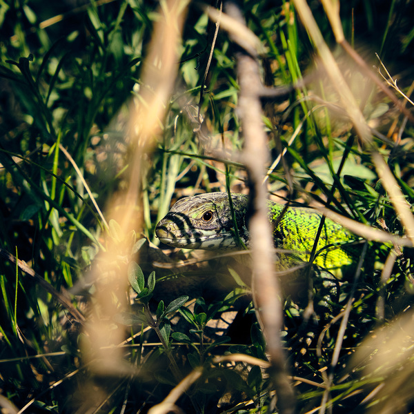 Miniatűr dinosaurus