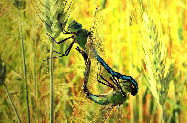 Óriás szitakötők.