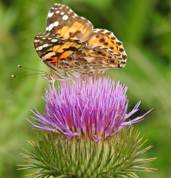 Élet egy növényen