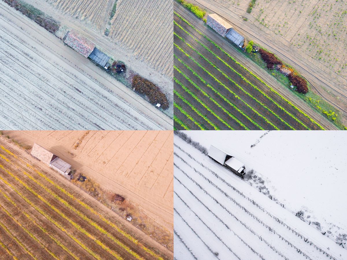 Koncz-Bisztricz Tamás