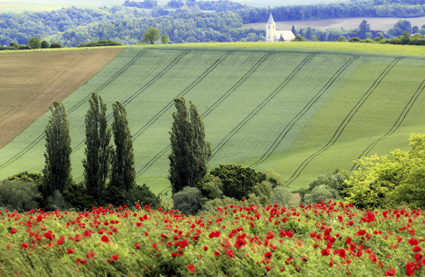 Mosolyognak a pipacsok