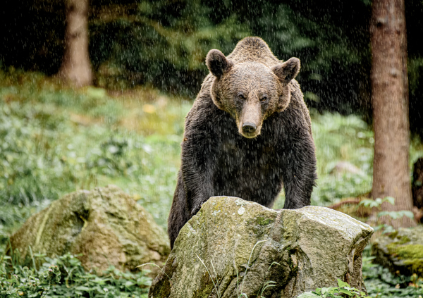 Medve az esőben