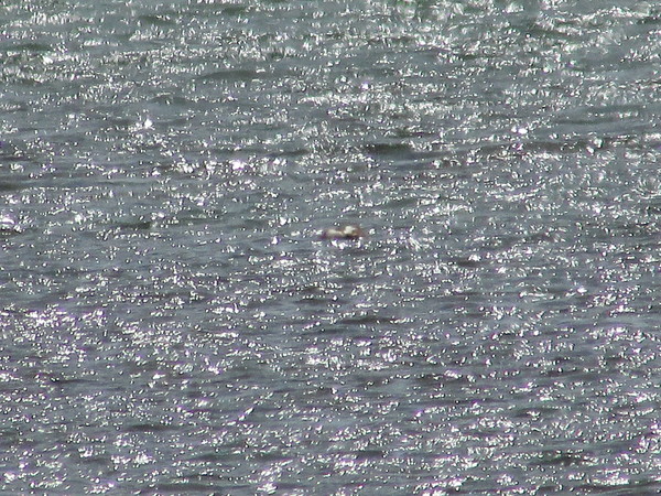 Csillogó víztükör