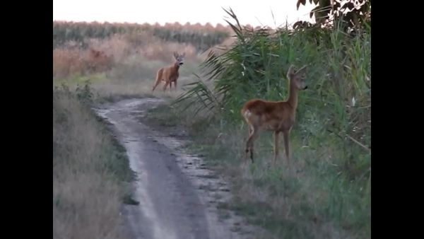 Ha nem,hát nem.......