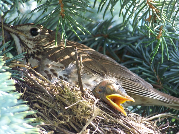 Szörnyű meleg van!