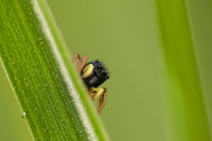 Szemesnek áll a világ