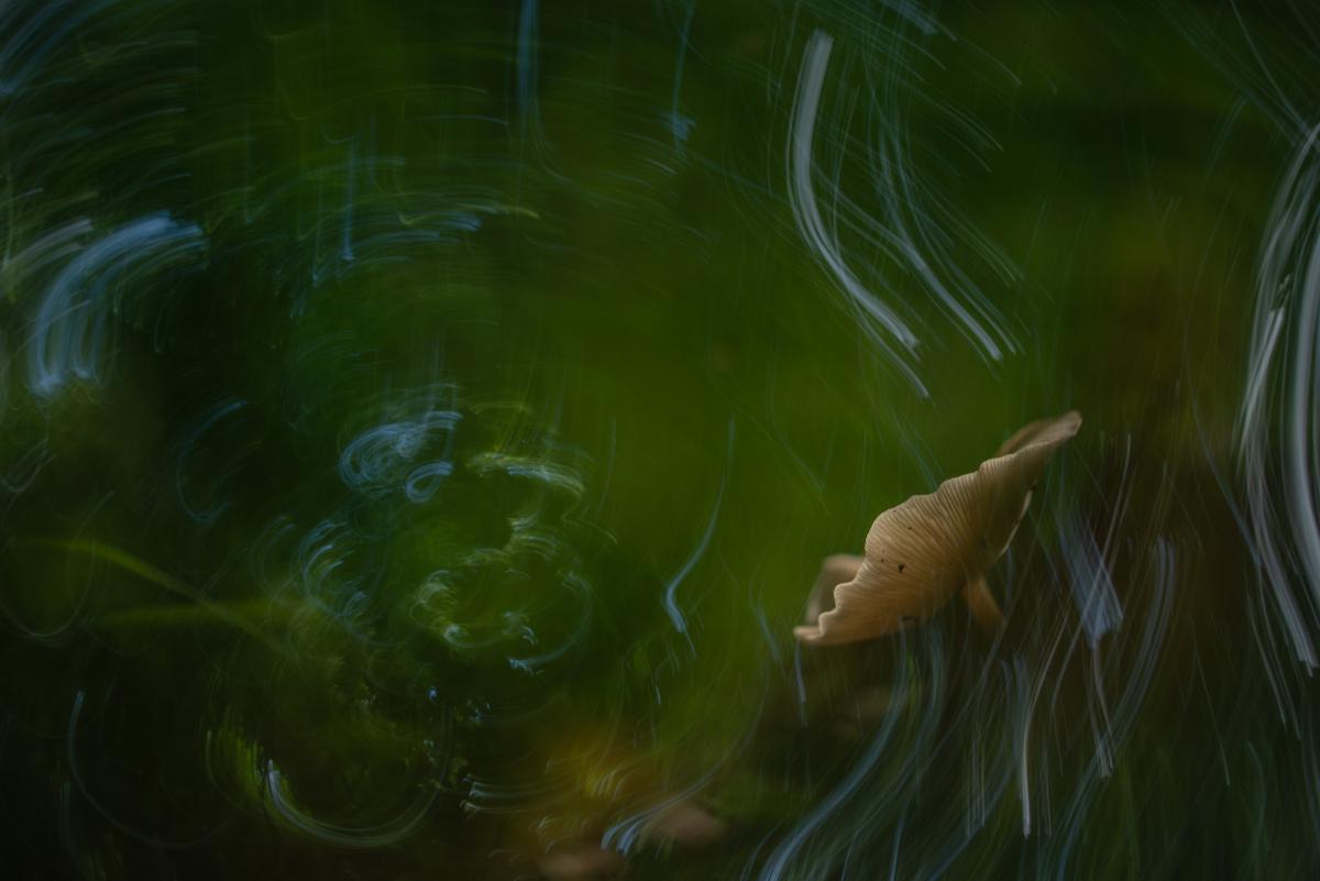 Darányiné Bakos Éva