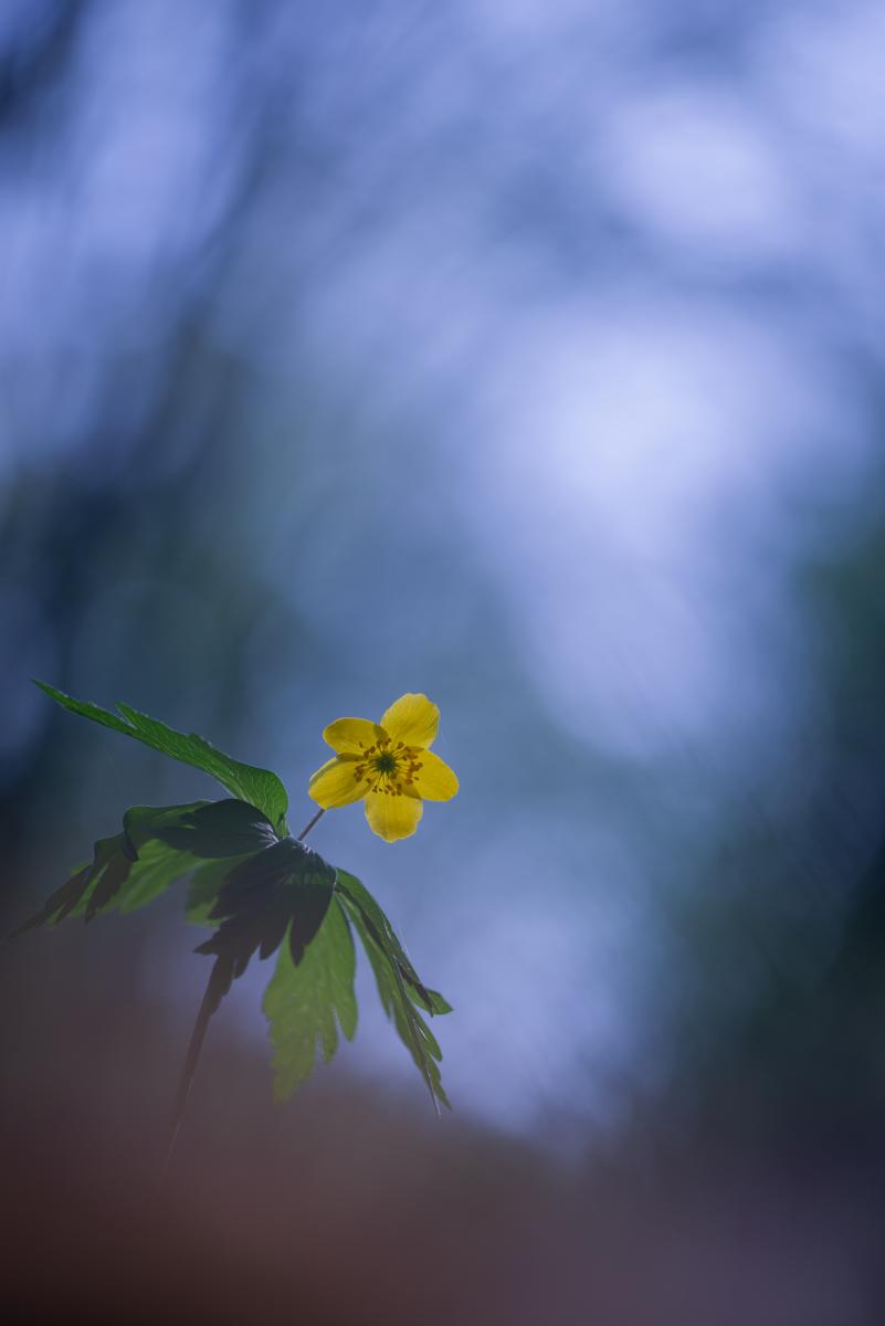 Darányiné Bakos Éva